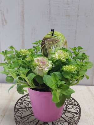 ペチュニア　湘南ヴェルデシリーズ　ミディヴェルデ　2（グリーン淡いピンク）