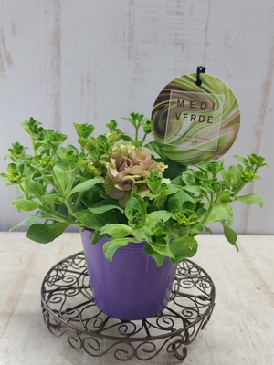 ペチュニア　湘南ヴェルデシリーズ　ミディヴェルデ　（グリーンピンク）