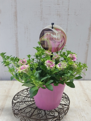 ペチュニア　湘南ヴェルデシリーズ　プチヴェルデ　（グリーンピンク）