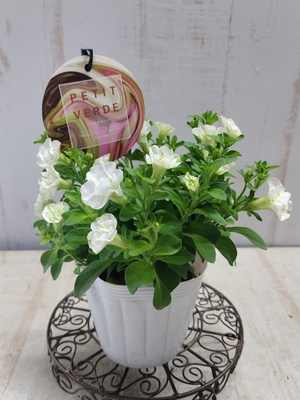 ペチュニア　湘南ヴェルデシリーズ　プチヴェルデ（ホワイト）