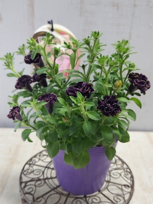 ペチュニア　湘南ヴェルデシリーズ　プチヴェルデ　（パープル）