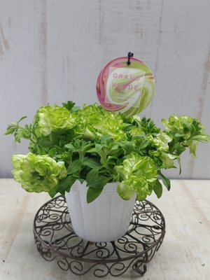 ペチュニア　湘南ヴェルデシリーズ　グランヴェルデ　