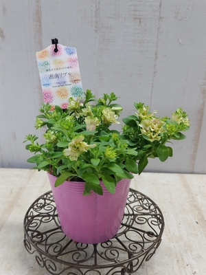 ペチュニア　湘南リプル（グリーンピンク）　