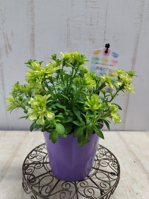 ペチュニア　湘南リプル（ライムイエロー）　