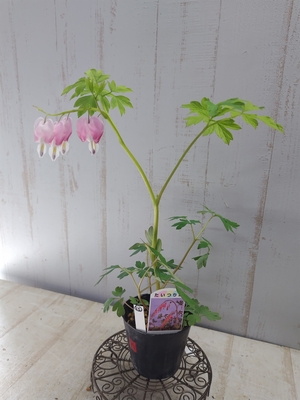 タイツリソウ ピンク＆ホワイト