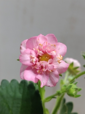 観賞用八重咲いちご　キューピットドロップ