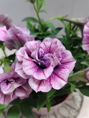 ペチュニア　マジェンヌ