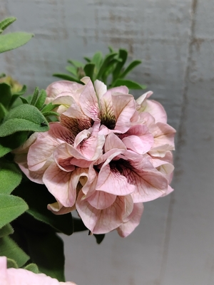 ペチュニア　ティーパーティ　ルフナ　