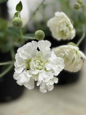 シレネ　スワンレイク