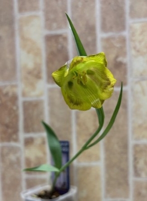 フリチラリア　アクモペタラ　３株セットで1000円　蕾付き　