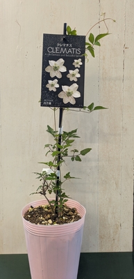 クレマチス　白万重　