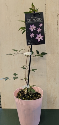 クレマチス　紫翠（しすい）