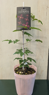 クレマチス　ミケリテ
