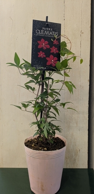 クレマチス　ヴェスタプラッテ