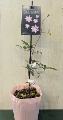 クレマチス　淡墨（うすずみ）