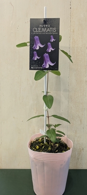 クレマチス　篭口（ロウグチ）