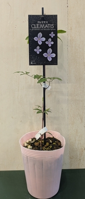 クレマチス　霞（かすみ）