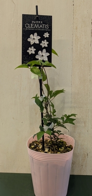 クレマチス　ソーンクロフト