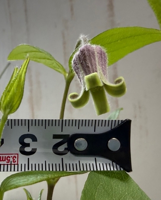 大木さんのクレマチス　コアクチリス・ブラウン【現品24】