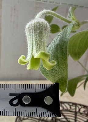 大木さんのクレマチス　コアクチリス【現品25】