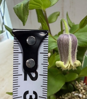 大木さんのクレマチス　コアクチリス・ブラウン【現品28】