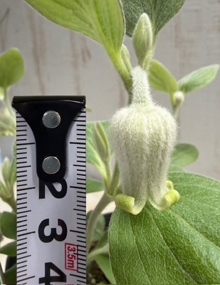 大木さんのクレマチス　コアクチリス【現品29】