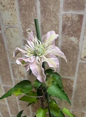 クレマチス　咲良の妖精　【現品22】