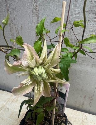 クレマチス　咲良の妖精　【現品23】