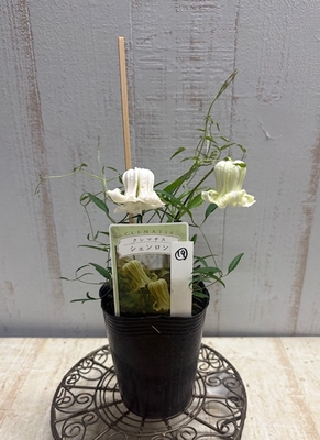 クレマチス　シェンロン【現品19】