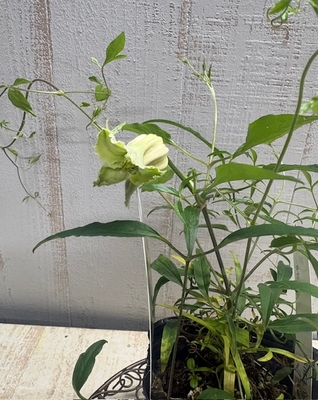 クレマチス　シェンロン【現品20】グリーン出ています