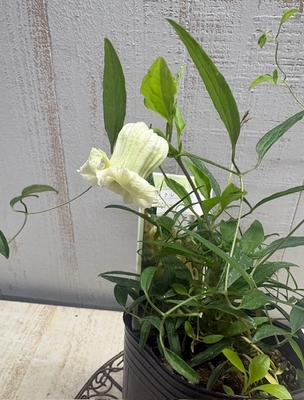 クレマチス　シェンロン【現品21】ソフトグリーン