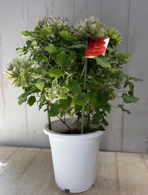 特A　クレマチス　墨絵　６寸　春爛漫フェア　限定20株