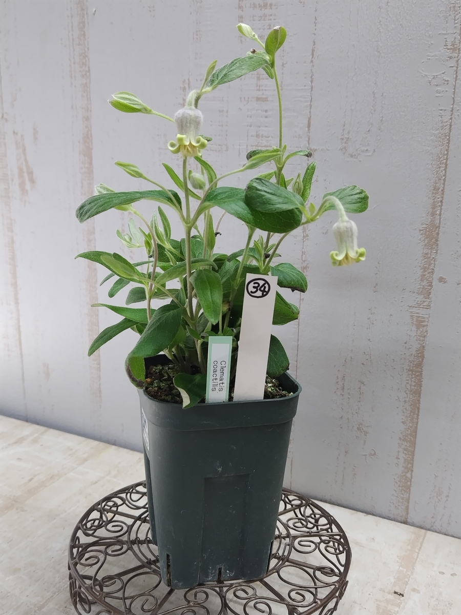 クレマチス　コアクチリス①大株 ✨️６号鉢すぐ楽しめる豪華株 (❁ᴗ͈ˬᴗ͈) クレマチス コアクチリス①大株 ✨️6号鉢すぐ楽しめる豪華株