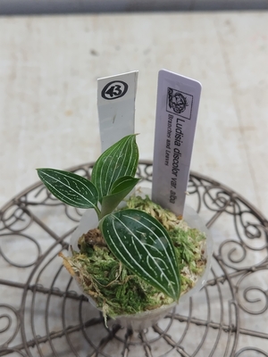 何かが起こるホビーの日特価　ジュエルオーキッド　ludisia discolor var.alba【現品43】