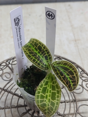 何かが起こるホビーの日特価　ジュエルオーキッド　macodes sanderiana【現品44】