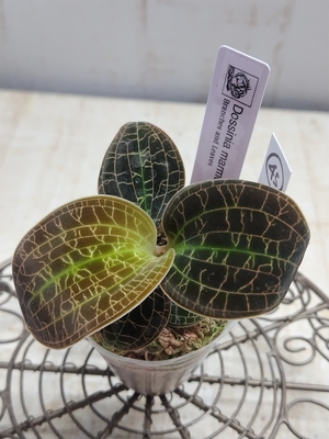 ジュエルオーキッド　dossinia marmorata　【現品45】