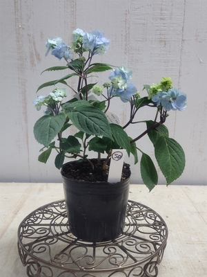 吉岡さんの苗　山紫陽花　九重麗華【現品50】