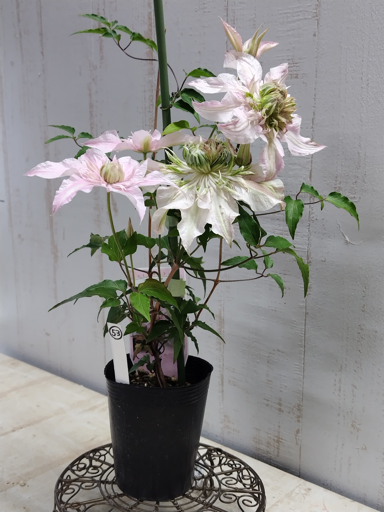 最高級 クレマチス 薄桜 竹行燈 7寸 大苗 大株 大輪クレマチス【桜姫