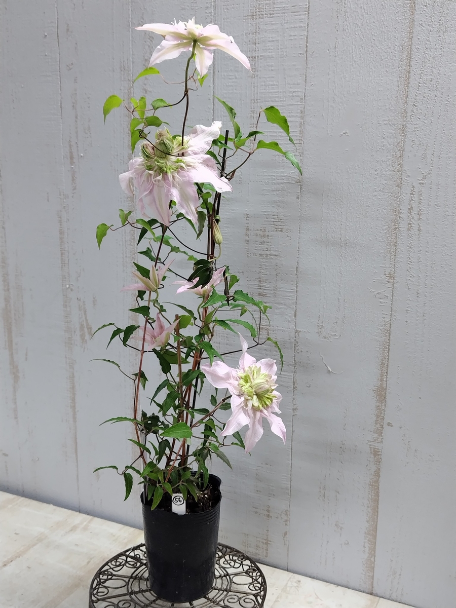 クレマチス　薄桜　竹行燈　7寸　大苗 大特価 クレマチス 薄桜 竹行燈 7寸 大苗 大株 ogafarm_40001350 花
