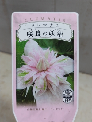 大内さんの苗　クレマチス行燈　咲良の妖精４寸　【現品64】お花痛みアリの為特価
