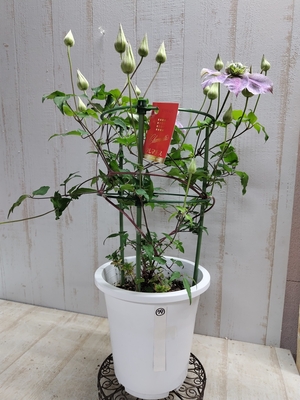 クレマチス　「水面の妖精」ラッピングも承ります♪【現品79】蕾固め