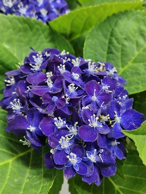 紫陽花　ネイビーブルー　【現品74】