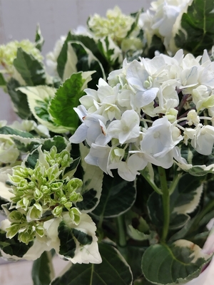 レア　アジサイ　アンコンキャラクター　斑入り葉【現品73】