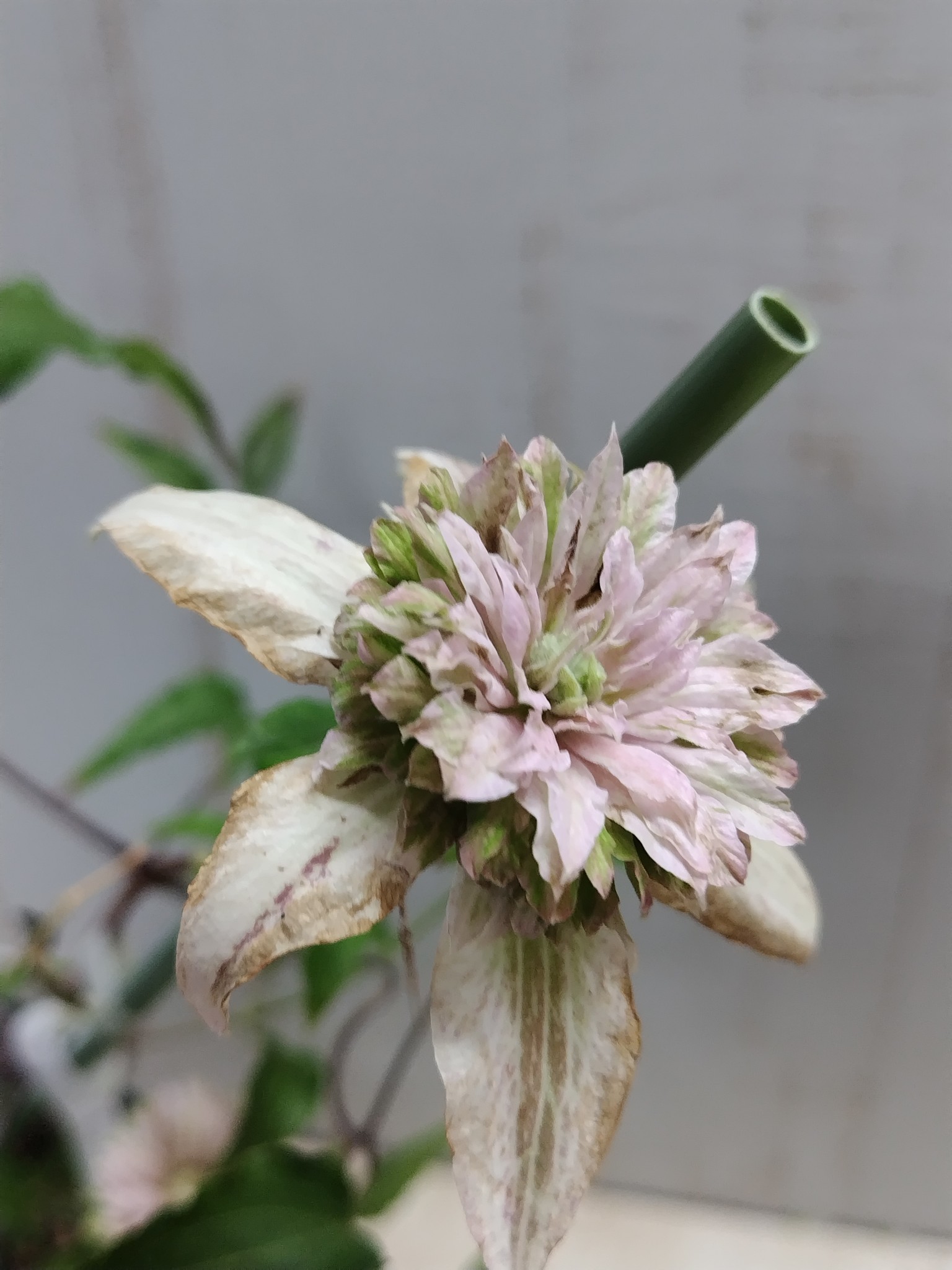 クレマチス 咲良の妖精 【現品95】花終わりかけにつき大特価 