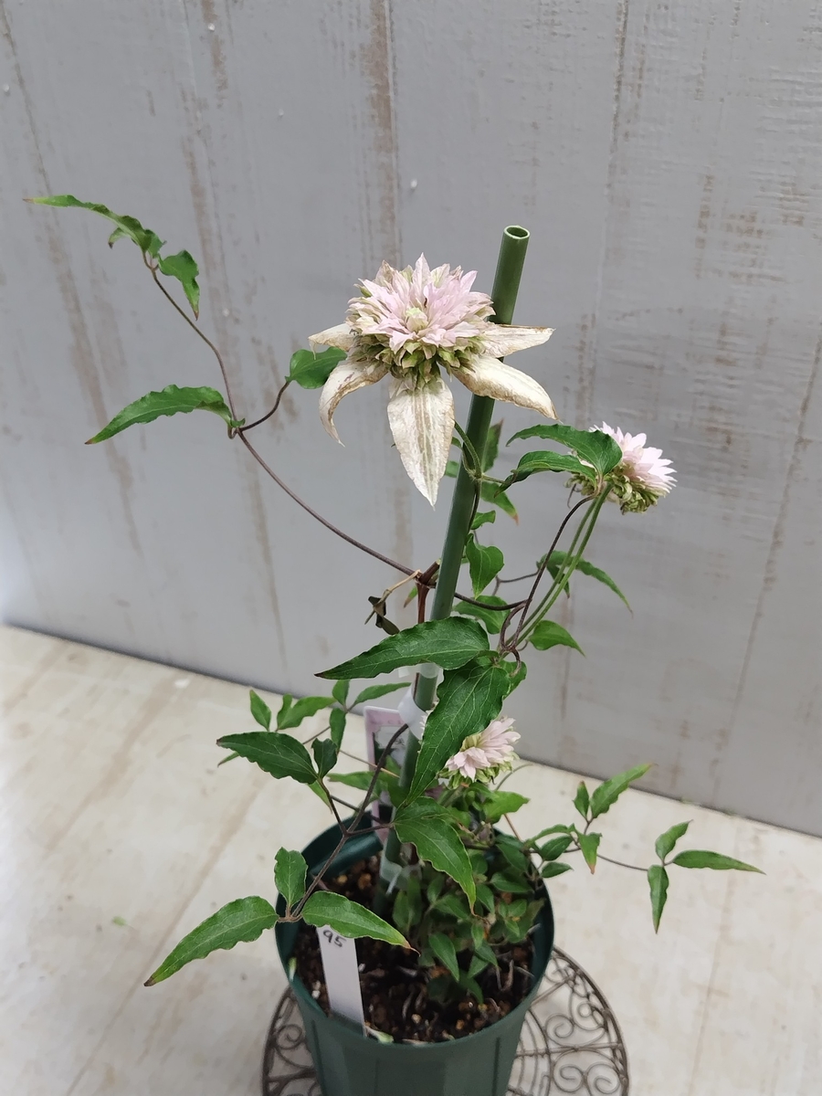 クレマチス 咲良の妖精 【現品95】花終わりかけにつき大特価