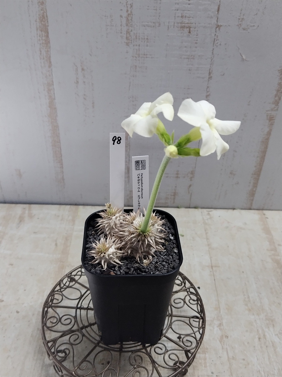 パキポディウム エブレネウム【現品98】白花 立派な株です | グリーン