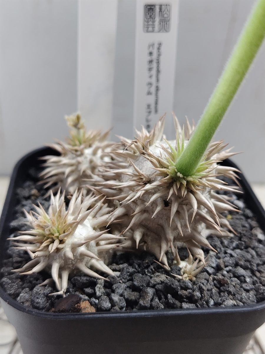 パキポディウム エブレネウム【現品98】白花 立派な株です | グリーン