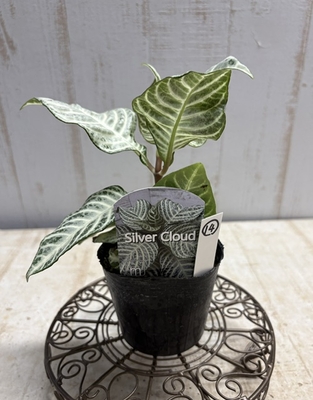 ユーフォルビア ビグエリー 噴火竜 【現品】 | グリーンホビー