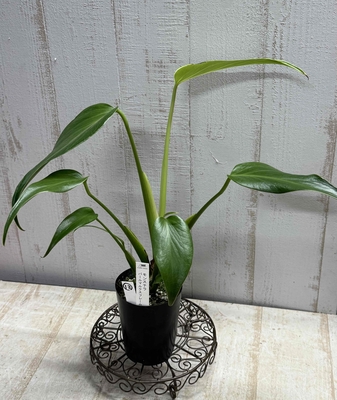 アンスリウム 斑入り 【現品】 | グリーンホビー