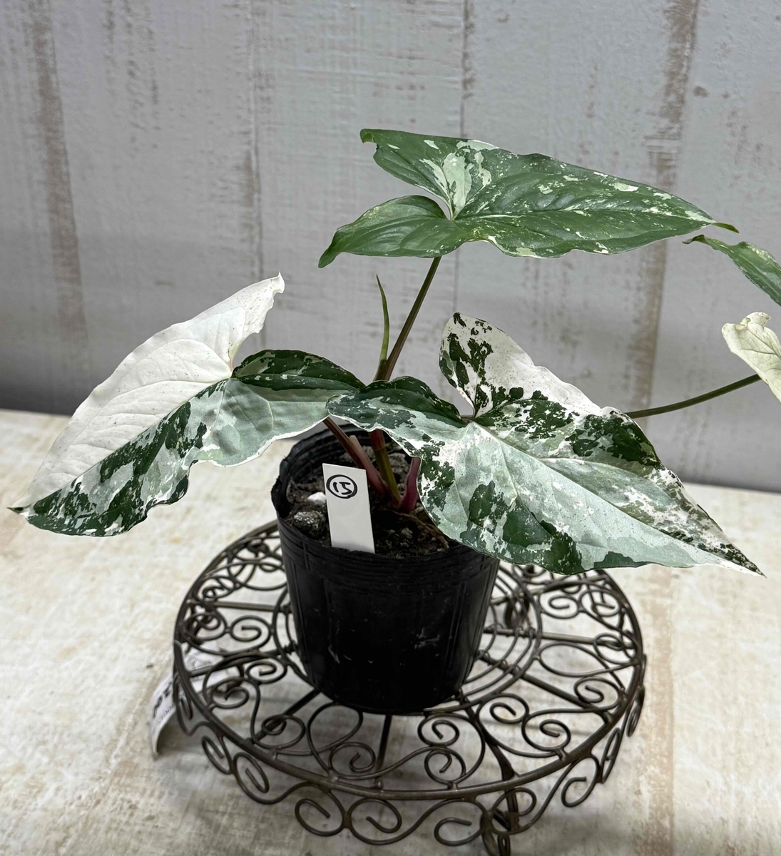 斑入りシンゴニウム 【現品15-2】 | グリーンホビー